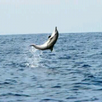 see dolphin
